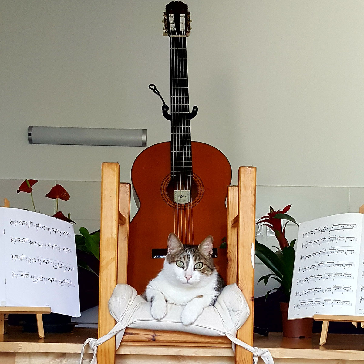 professeurs-diplomes-activites-auriol-ecla-cours-de-guitare-carole-perrier